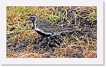 kapustarinta European Golden Plover * 1684 x 971 * (2.17MB)